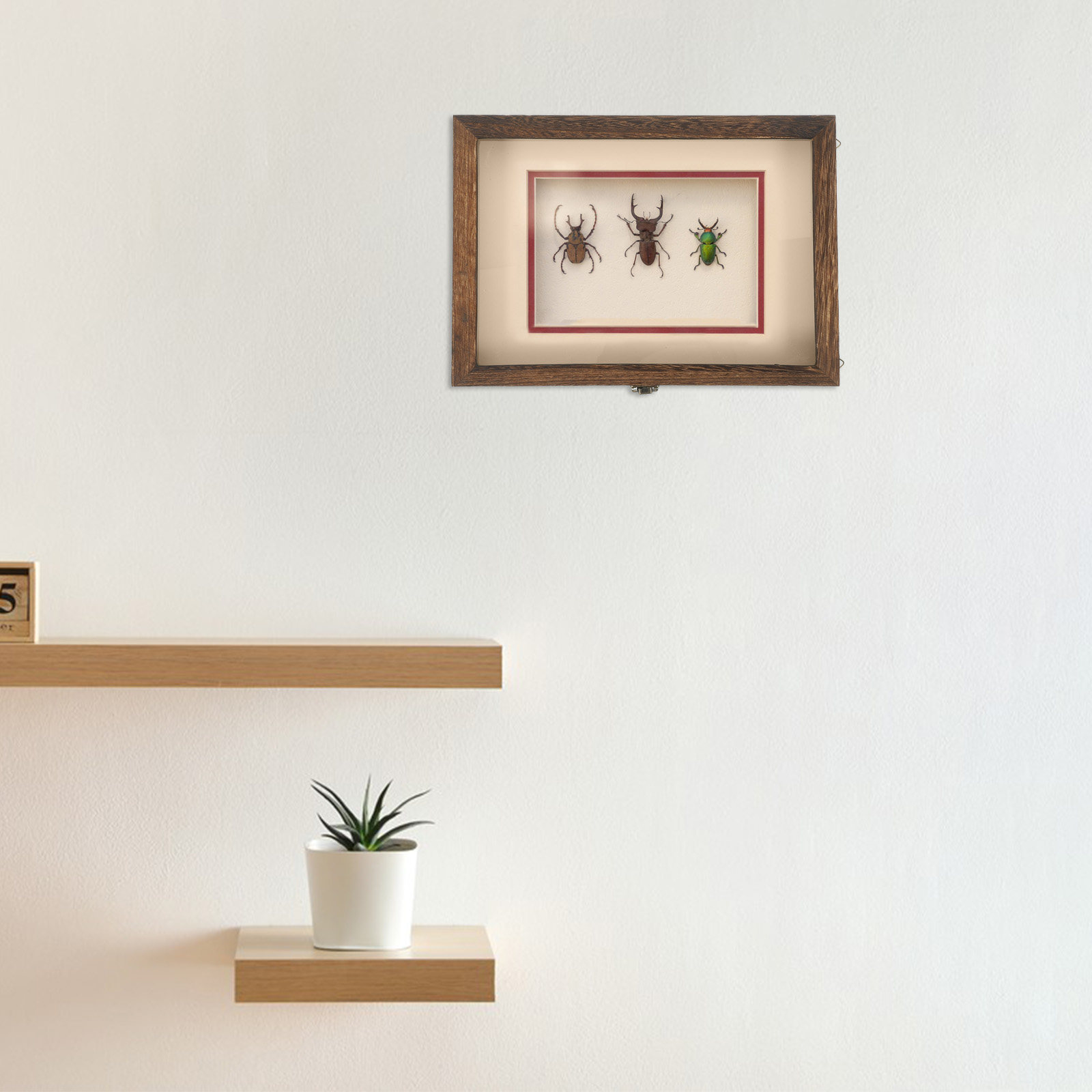 ชุดกล่องโชว์แมลงไม้สไตล์เรโทรพ - Frame Display Wood บทวิจารณ์และราคา